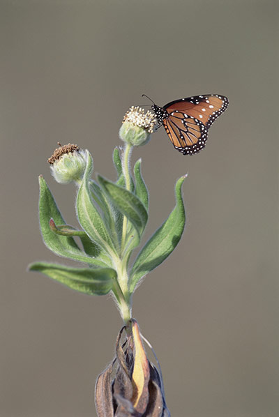 Galapagos wildlife: Monarch butterfly (Danaus plexippus)