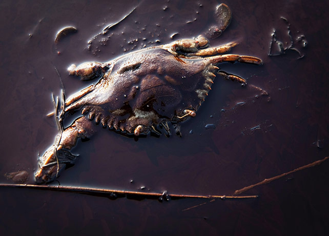 24 Hours in Pictures: A dead crab sits among oil from the Deepwater Horizon disaster