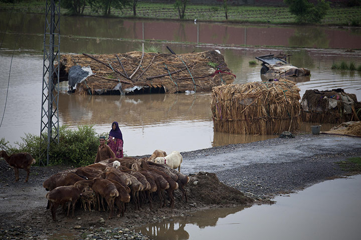 Pakistan floods: A Pakistani gypsy family take care of their livestock