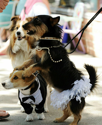 Chelsea Clinton wedding : Chelsea Clinton wedding in Rhinebeck, New York State