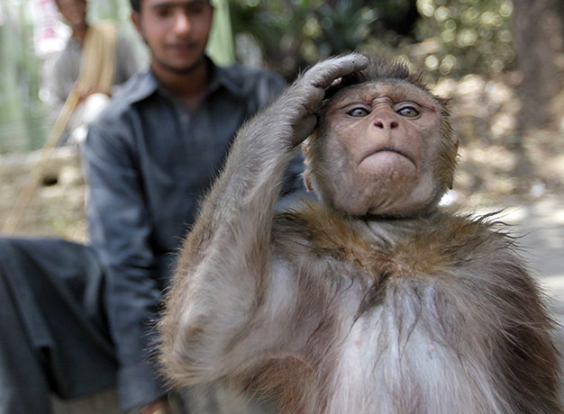 24 hours in pictures: Islamabad, Pakistan: A trained monkey salutes as it performs on a sidewalk