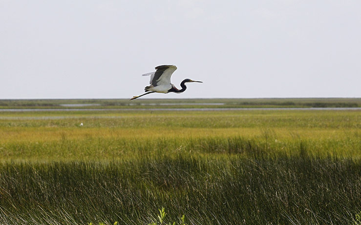 24 hours in pictures: St. Bernard Parish, Louisiana, USA: A heron flies over a marsh