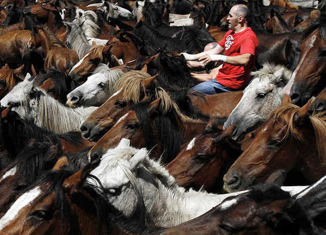 Sabucedo horses: A reveller tries to hold on to a wild horse during the Rapa Das Bestas