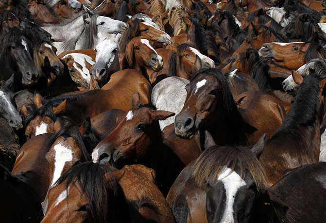 Sabucedo horses: Wild horses are gathered during the Rapa Das Bestas event