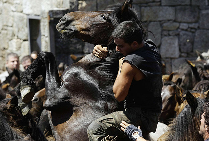 Sabucedo horses: A reveller tries to hold on to a wild horse during Rapa Das Bestas 