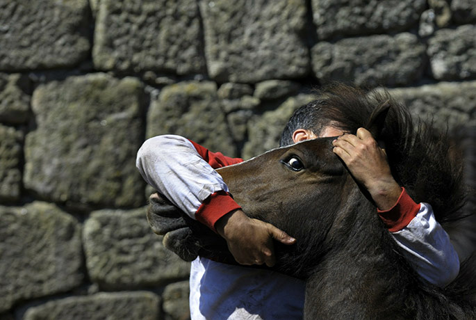 Sabucedo horses: An aloitador (fighter) struggles with a wild horse in Sabucedo