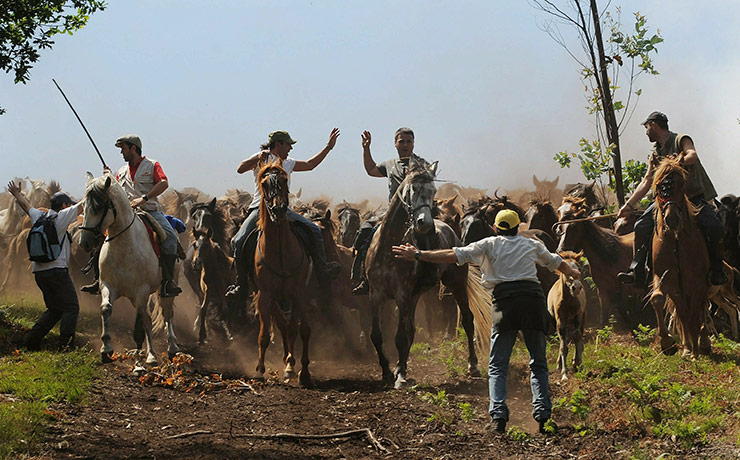 Sabucedo horses: Wild horses are herded down to the village of Sabucedo