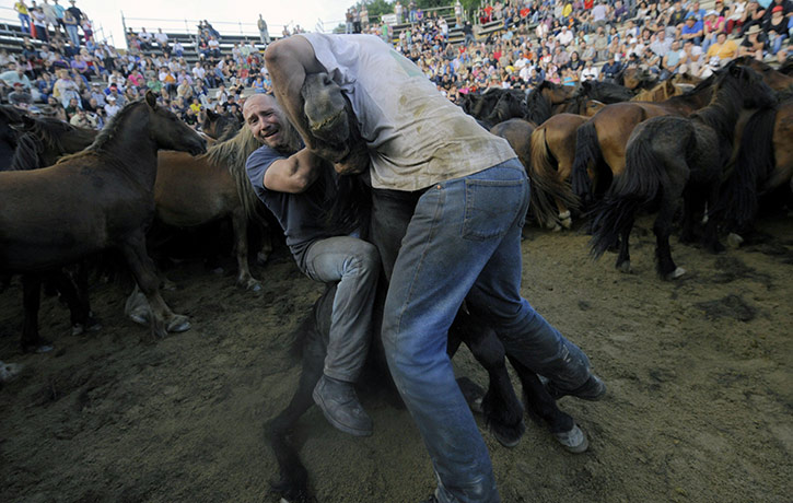 Sabucedo horses: Two aloitadores (fighters) struggle with a wild horse in Sabucedo