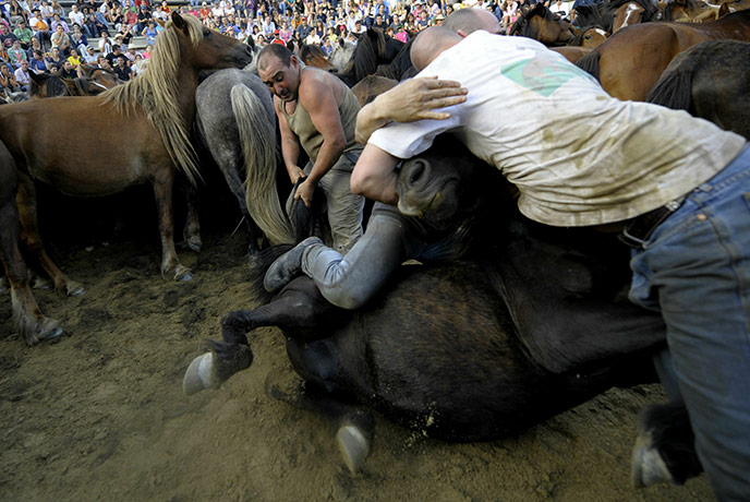 Sabucedo horses: Aloitadores (fighters) struggle with wild horses 