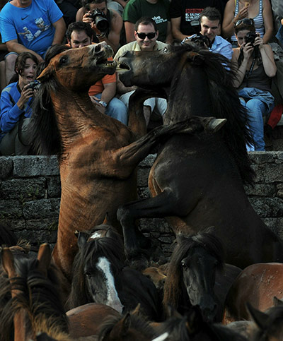 Sabucedo horses: Wild horses clash during the Rapa Das Bestas festival