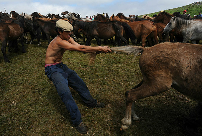 Sabucedo horses: An aloitador (fighter) tries to control a wild horse by holding its tail 