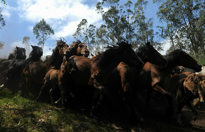 Sabucedo horses: Wild horses are herded in the hills above the village of Sabucedo