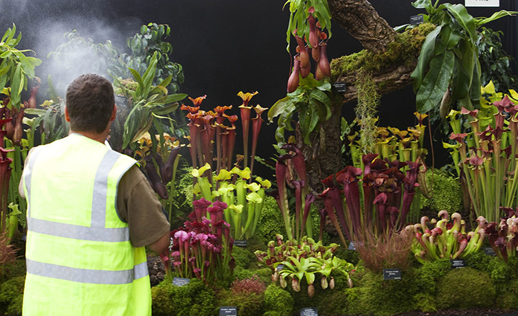 Flower Show: Hampton Court Flower Show, Spraying carniverous plants