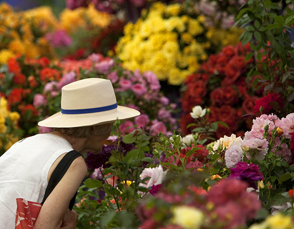 Flower Show: Hampton Court Flower Show, Roses