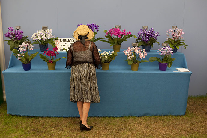 Flower Show: Hampton Court Flower Show, Looking at a display of Streptocarpus