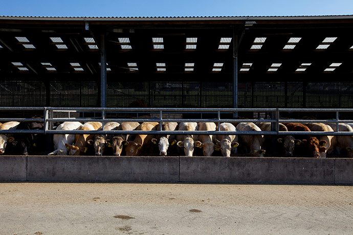 Jay Rayner on On the Hoof: Cattle feeding in the giant shed at pennys in Leeds 