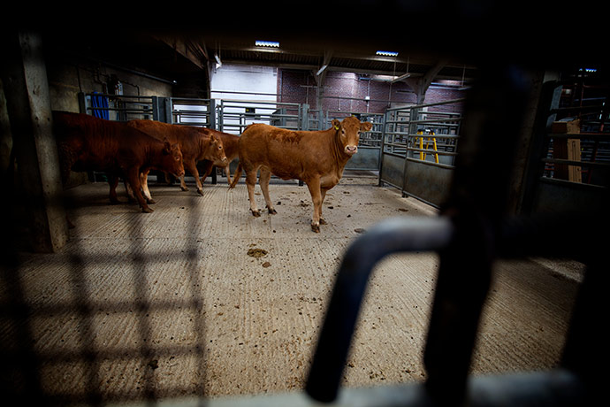 Jay Rayner on On the Hoof: cattle before slaughter