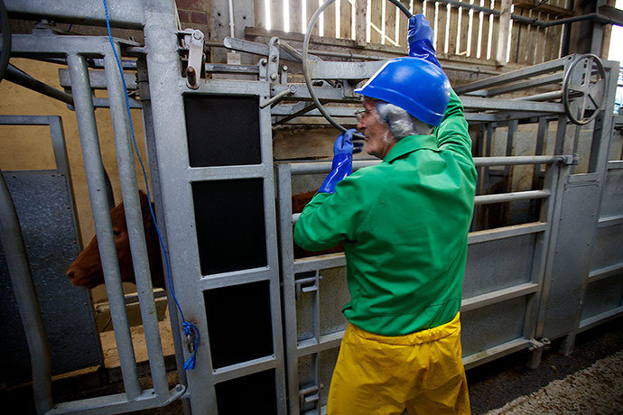 Jay Rayner on On the Hoof: Cattle are stunned before slaughter 