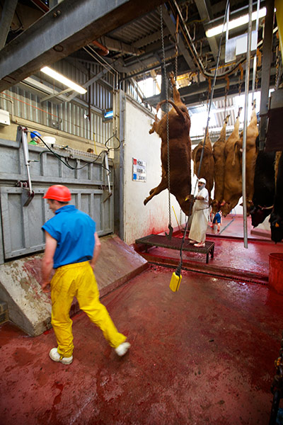 Jay Rayner on On the Hoof: The cattle hung up immediately after being killed