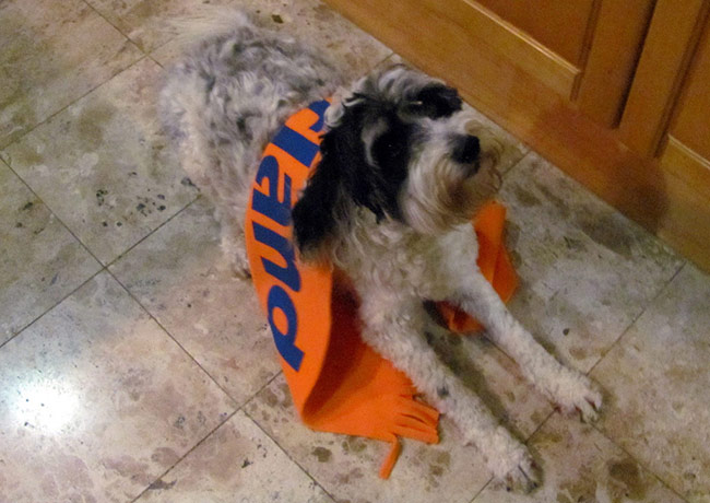 Fans' network: Dutch-supporting dog