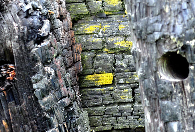 Camera Club: Peter Gray participates in the texture photography monthly assignment