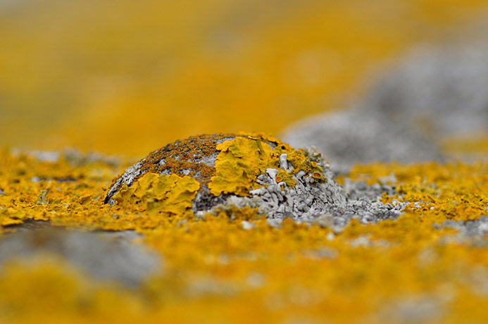 Camera Club: Peter Gray participates in the texture photography monthly assignment