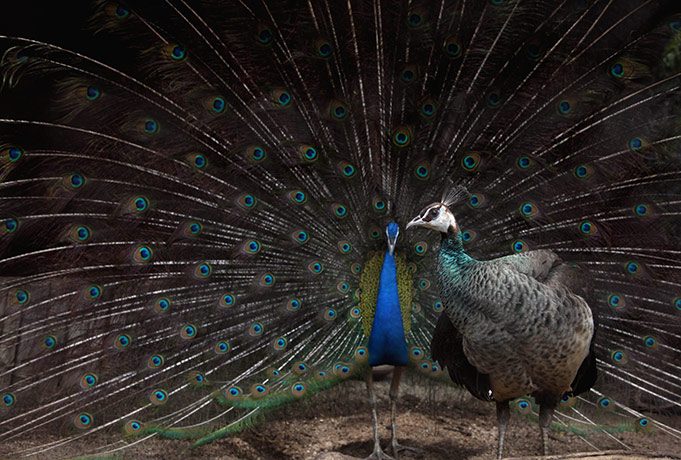 24 hours in pictures: Hyderabad, India: A peacock and peahen at the zoo