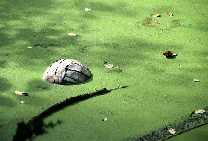 in pictures: football: deflated football in a stagnant pond