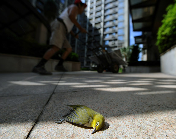 Heatwave: Taipei, Taiwan: A worker passes behind a dead Japanese White-eye