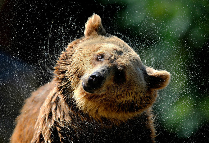 Heatwave: A grizzly bear comes out of the water at Madrid's zoo on a hot summer day