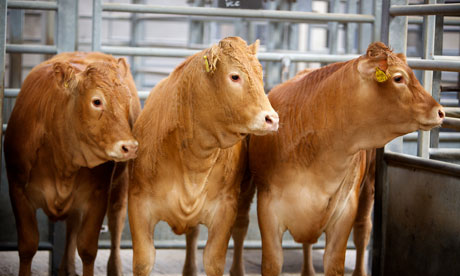 Cattle await slaughter