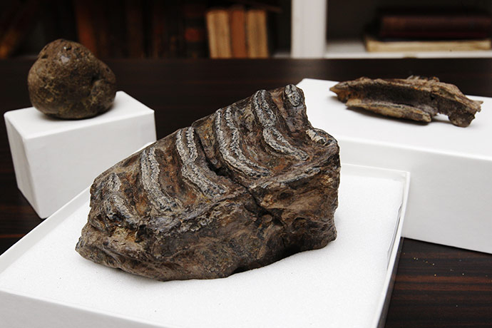 The first Britons: Mammoth tooth, hyena dropping and jaw of giant beaver