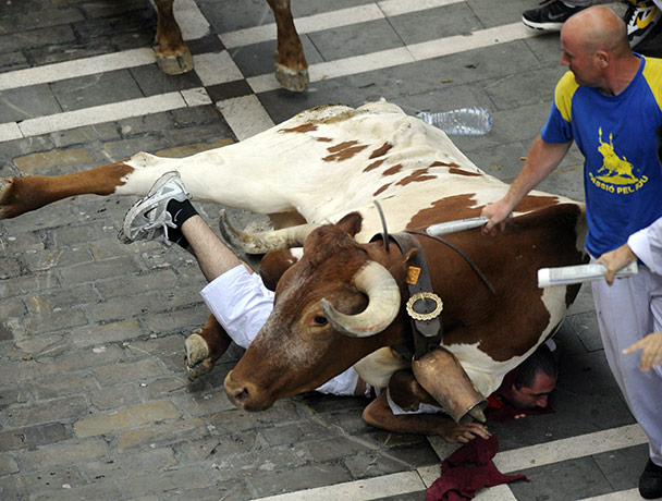 San Fermín fiesta: An ox falls on a runner on the second San Fermin Festival bull run