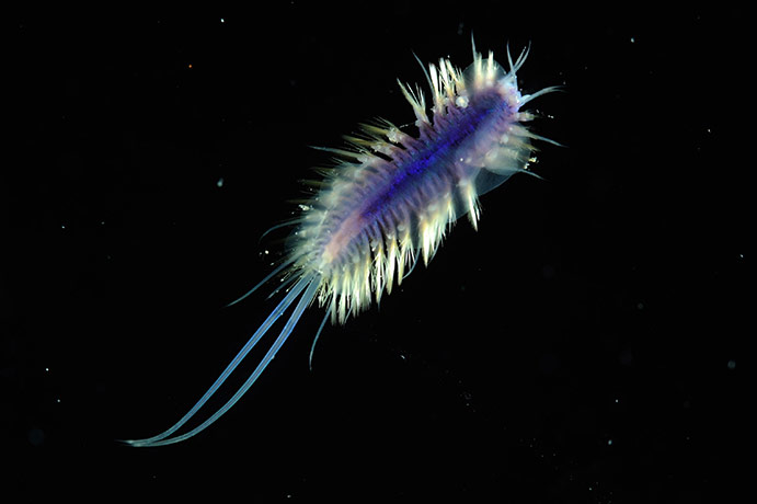 deep-sea species: Scientists return with more than 10 possible new   species