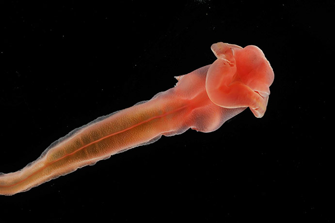 deep-sea species: Scientists return with more than 10 possible new   species