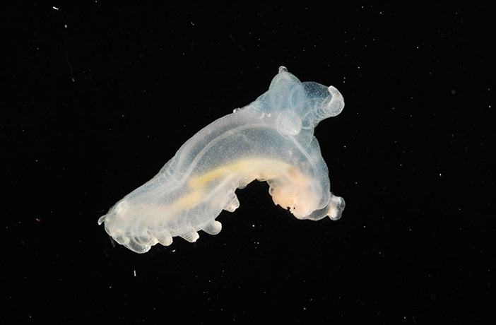 deep-sea species: Scientists return with more than 10 possible new  species