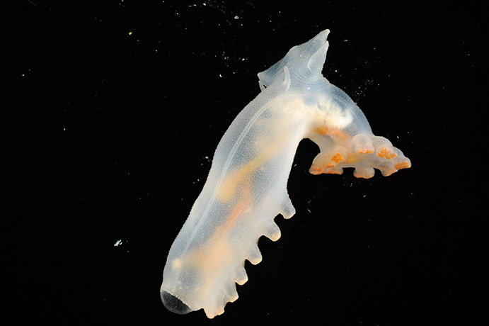 deep-sea species: Scientists return with more than 10 possible new  species
