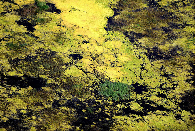 Week in wildlife: Aerial view of a field covered with inland waters and algae