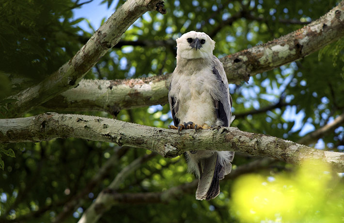 Week in wildlife: The Monkey-Eating Eagle of The Orinoco