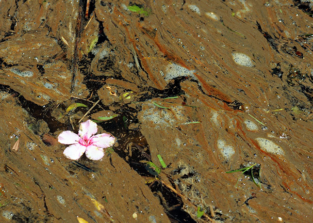 Week in wildlife: A Vinca flower floats in a brown, oily sludge