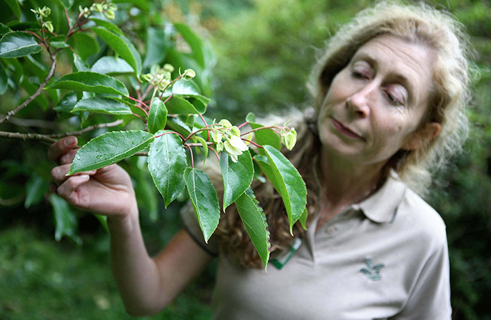 Week in wildlife: Rare tree flowers for first time in 90 years