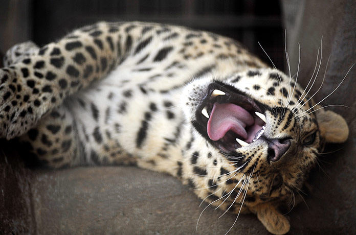 Week in wildlife: A leopard at a zoo in Qingdao city