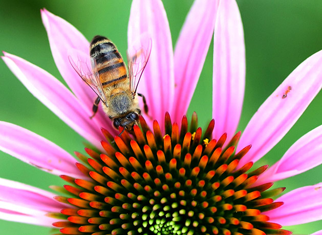Week in wildlife: A bee searches for nectar in a pink coneflower