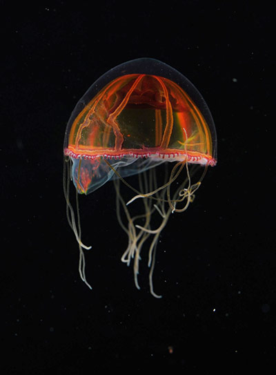 Week in wildlife: Scientists return with more than 10 possible new species