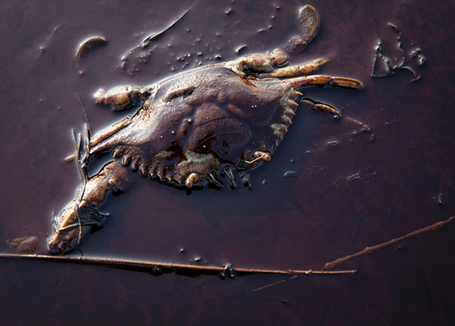 Week in wildlife: A dead crab sits among oil from the Deepwater Horizon oil spill