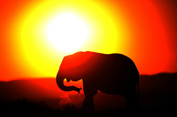 Week in wildlife: An elephants eats at sunset in Addo Elep