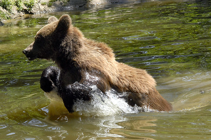 Week in wildlife: a brown bear in the Bucegi Mountains, south of the city of Brasov, Romania