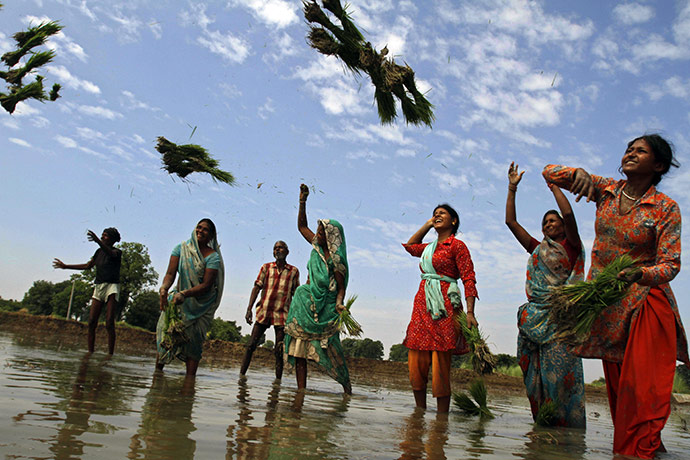 24 hours in pictures: Ashdhan, India: Farmers throw paddy
