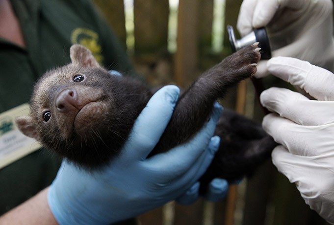 24 hours in pictures: Chester, UK: A zoo keeper holds a six-week-old bush dog