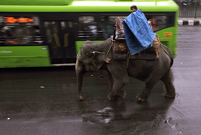 Monsoon in India: A man rides on an elephant in New Delhi